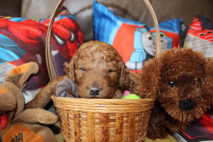 blue-collar-boy-adorable-down-east-labradoodles