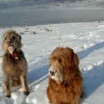 Adorable Down East Labradoodle