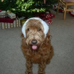 Adorable Down East Labradoodle