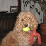 Adorable Down East Labradoodles