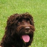 Adorable Down East Labradoodles