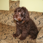 Adorable Down East Labradoodles