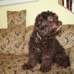 Adorable Down East Labradoodles