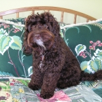 Adorable Down East Labradoodles