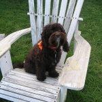 Adorable Down East Labradoodles