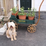 Adorable Down East Labradoodles