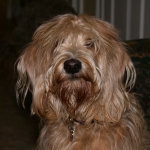 Adorable Down East Labradoodles