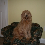 Adorable Down East Labradoodles