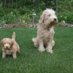 Adorable Down East Labradoodles