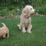 Adorable Down East Labradoodles