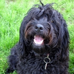 Adorable Down East Labradoodle Prissy