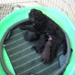 Adorable Down East Labradoodle Prissy