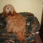 Adorable Down East Labradoodles