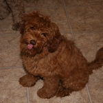 Adorable Down East Labradoodles