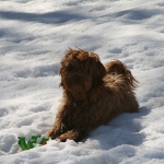 Adorable Down East Labradoodles