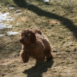 Adorable Down East Labradoodles