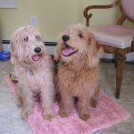 Adorable Down East Labradoodles