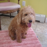 Adorable Down East Labradoodles