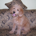 Adorable Down East Labradoodles