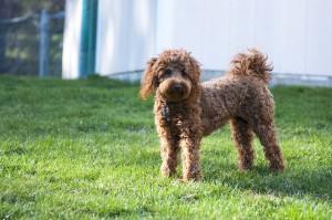 labradoodles_62