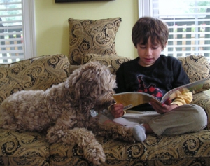 new england labradoodles