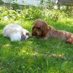 Adorable Down East Labradoodles