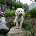 Adorable Down East Labradoodles