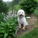 Adorable Down East Labradoodles