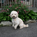 Adorable Down East Labradoodles