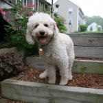 Adorable Down East Labradoodles