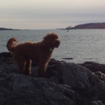 Adorable Down East Labradoodles