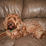 Adorable Down East Labradoodles