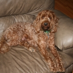 Adorable Down East Labradoodles