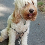 Adorable Down East Labradoodles