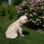 Adorable Down East Labradoodles