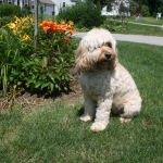 Adorable Down East Labradoodles