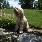 Adorable Down East Labradoodles