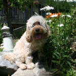 Adorable Down East Labradoodles