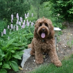 Adorable Down East Labradoodles