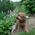 Adorable Down East Labradoodles