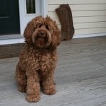 Adorable Down East Labradoodles