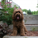 Adorable Down East Labradoodles