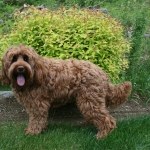 Adorable Down East Labradoodles