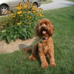 Adorable Down East Labradoodles