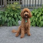 Adorable Down East Labradoodles