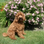 Adorable Down East Labradoodles