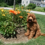 Adorable Down East Labradoodles