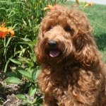 Adorable Down East Labradoodles