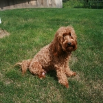 Adorable Down East Labradoodles