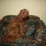 Adorable Down East Labradoodles